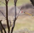 Весняний період у садах