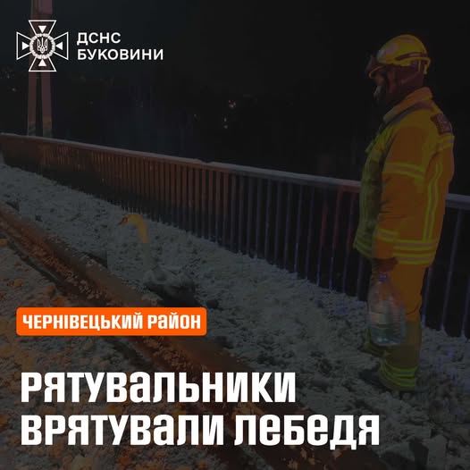 Рятувальники на Буковині допомогли лебедю, що примерз до металу